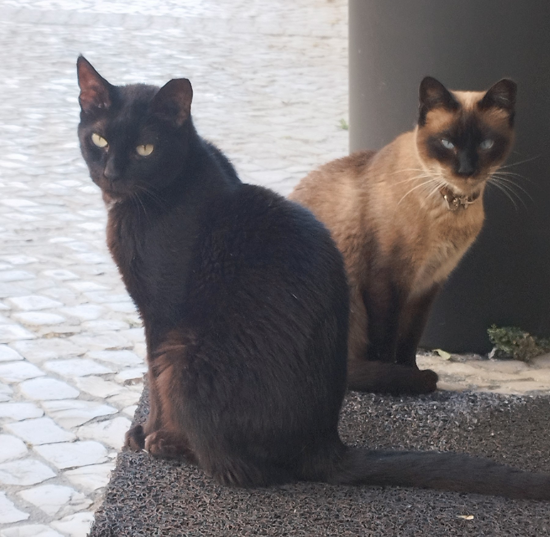 gatos